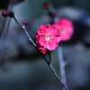 紅梅②