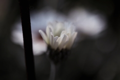 白い花②