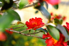 山茶花