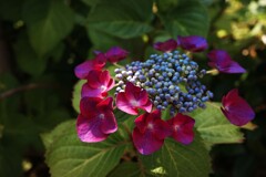 紫陽花の季節