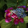 紫陽花の季節