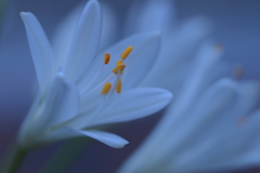 誘惑