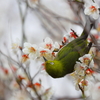 ウメジロウ