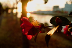 夕陽に照らされる山茶花