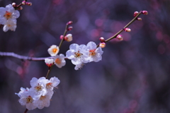 この愛いつまでも