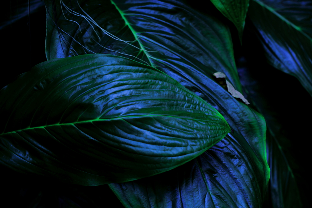 leaf