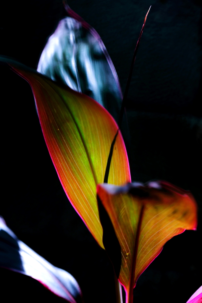 Shining leaves