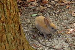 巣穴から出てきた子ウサギ