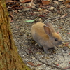 巣穴から出てきた子ウサギ