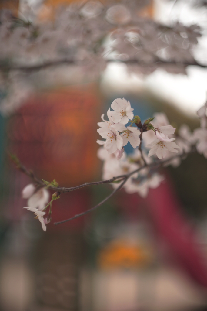 ソメイヨシノ開花②
