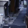 路地の魅力
