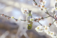 幸運を運んでくる鳥