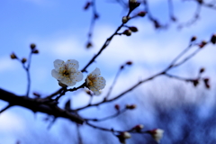 梅のつぼみもやっとほころび