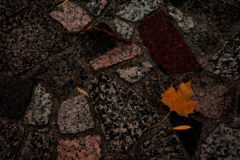 Fallen leaves