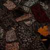 Fallen leaves
