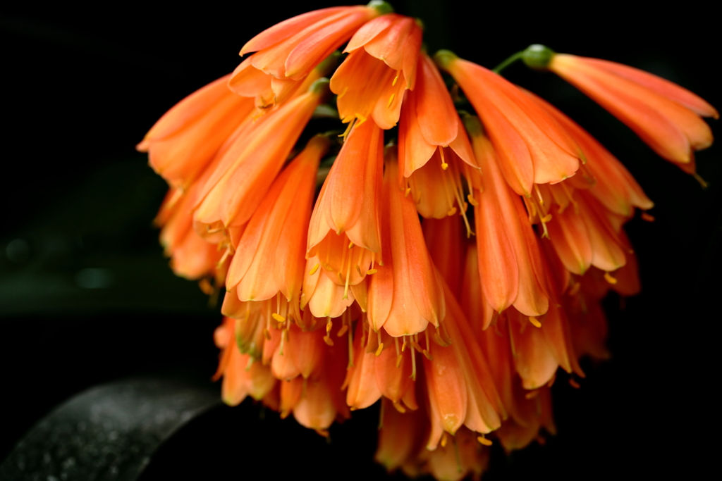 花火