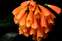 花火