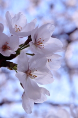 春爛漫