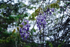 藤の花