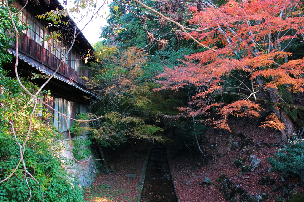 紅葉狩り