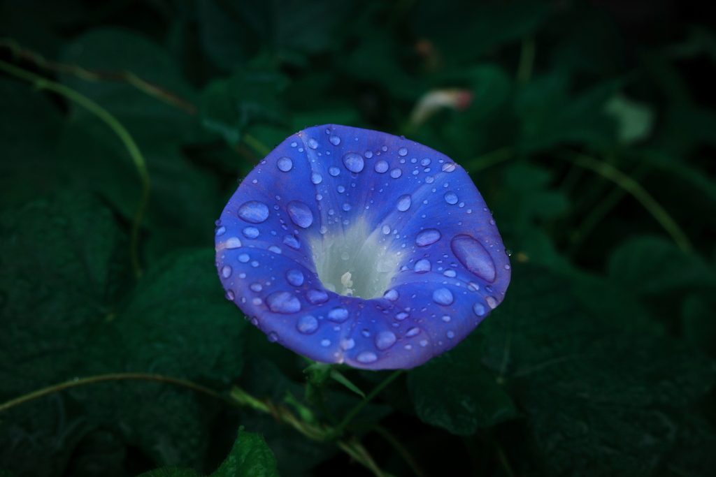 Rainy Morning