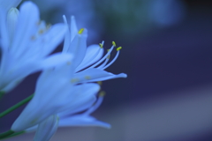花がほほ笑む