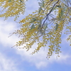 幸福を呼ぶ花