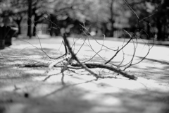 tree branches
