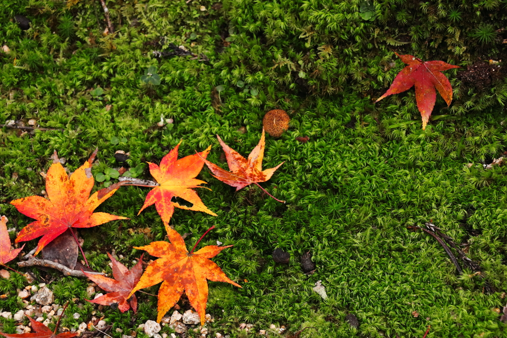 落ち葉