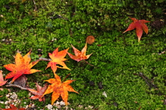落ち葉