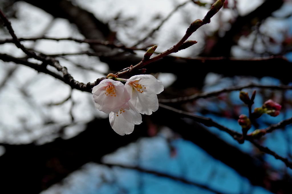 ソメイヨシノ開花