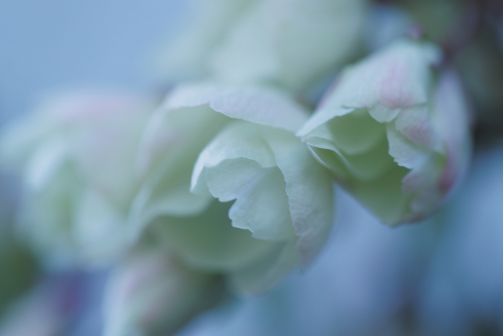 公園の花