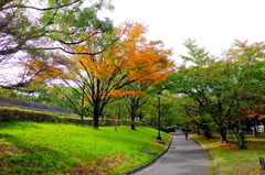 秋の散歩道