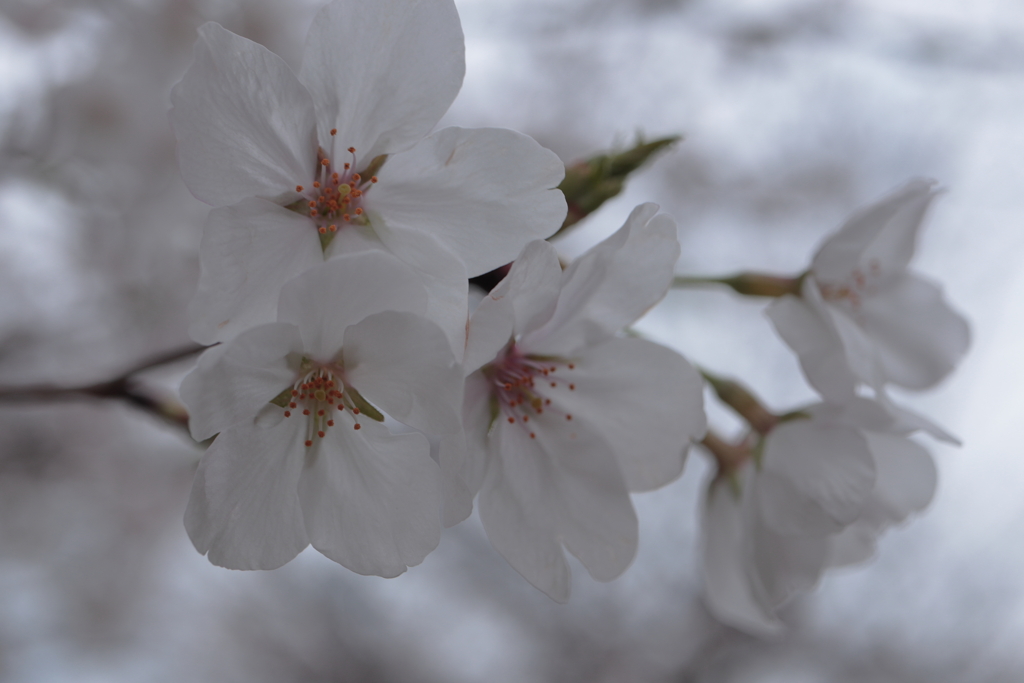 初桜