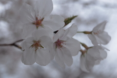 初桜
