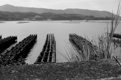 江田島湾の牡蠣棚