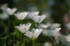 公園に咲いていた花②