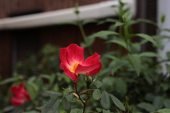 赤い花