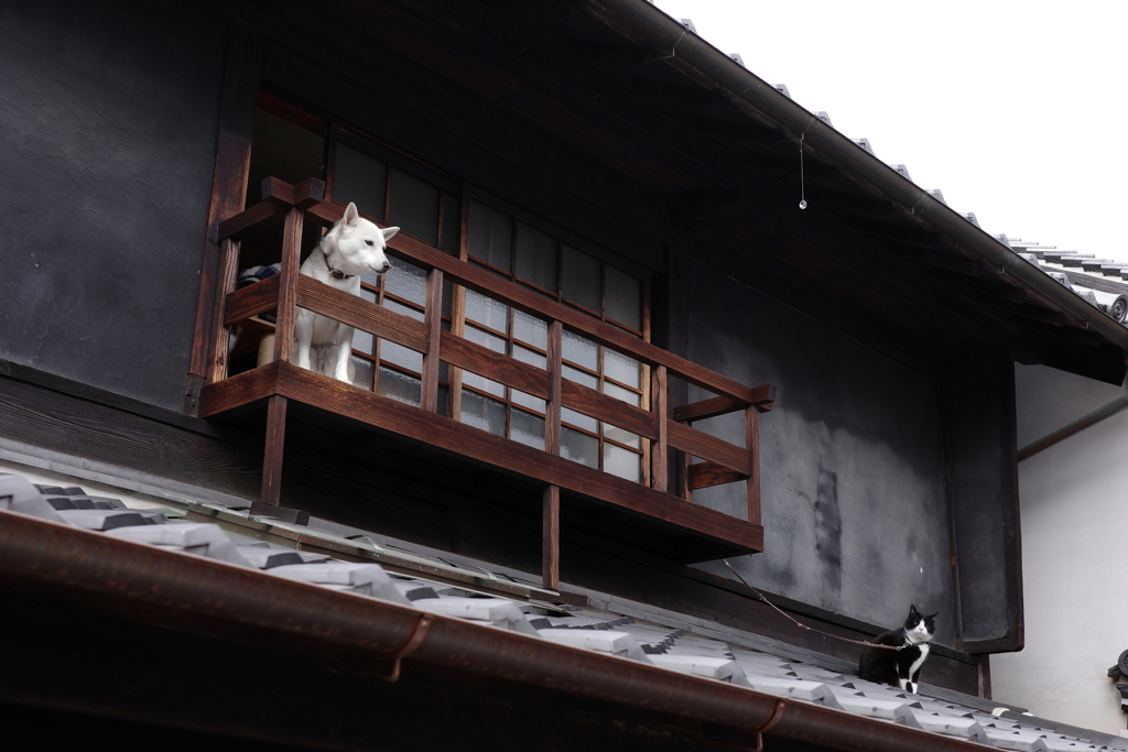 見守っています