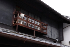 見守っています