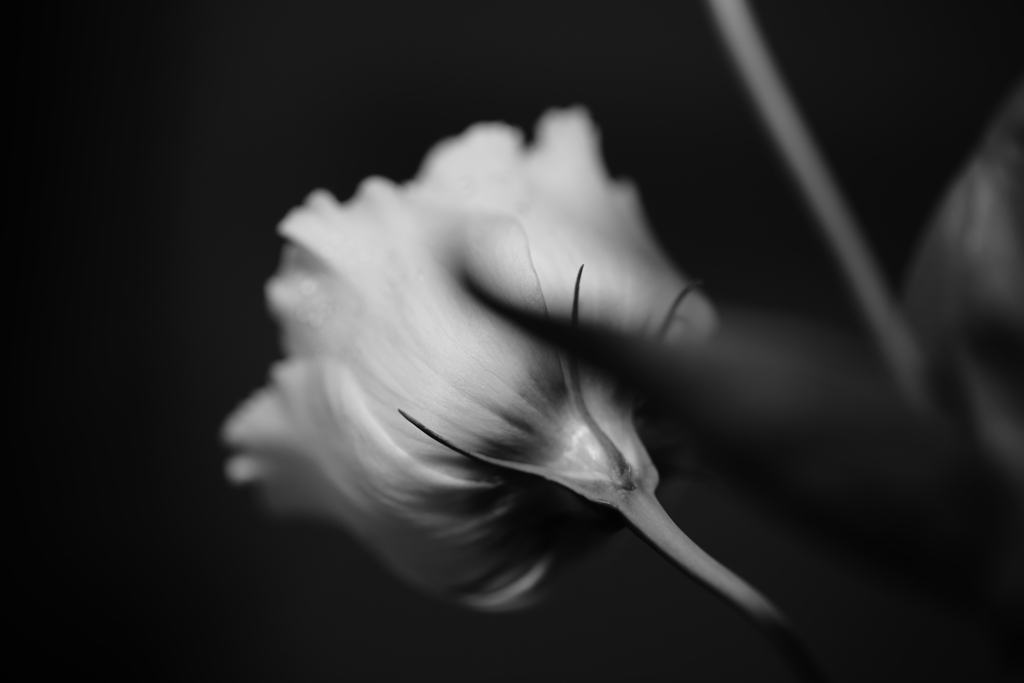 花首