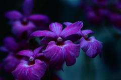 Purple Flower