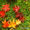 苔に落ちた紅葉