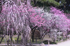 縮景園の梅
