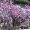 縮景園の梅