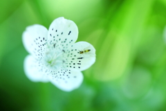 花と虫