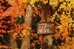 ヤマモミジ