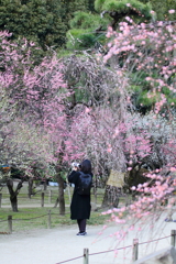 梅を撮る女性