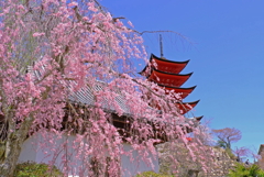 枝垂れ桜と五重塔