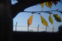 ズマールとお散歩②